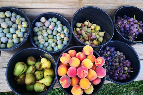 four bowls filled with different types of fruit on a table at La Belle Petite Ferme Rosiers de Julliac 19350 in Les Bos