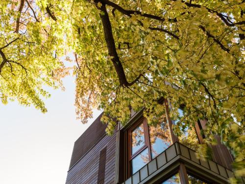 a building with windows and a tree at Casa Sull'Albero in Malgrate