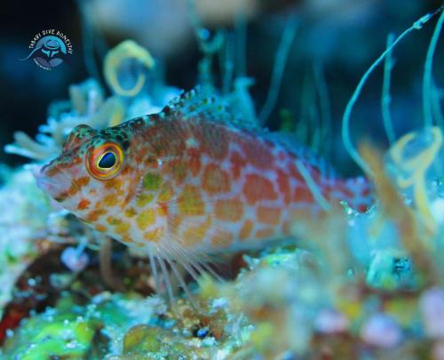 Gallery image of TABARI DIVE LODGE in Pulau Mansuar