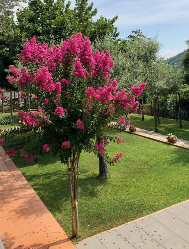 a tree with pink flowers in a park at Farfalle E Gabbiani in Tramonti