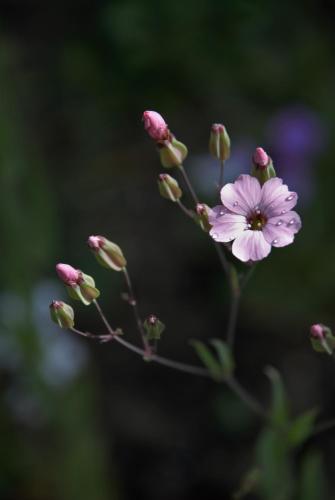 a bunch of pink flowers on a plant at LIORIZA Country Houses in Kalamaki