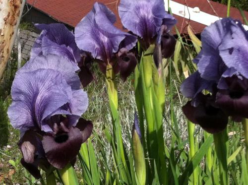 a group of purple irises in a garden at Villa Billy in Gan Ner
