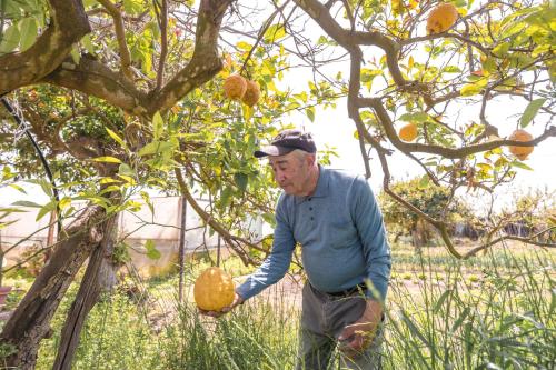 an older man is holding a pumpkin in a tree at Cala Cala Rooms,Restaurant & Farm Experience in Procida
