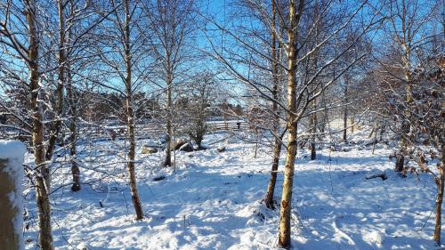 un campo nevado con árboles y terreno cubierto de nieve en Woodland Lodge Mither Tap, en Kintore