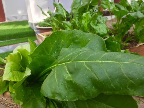 a bunch of green lettuce in a basket at Eden House & Coffee Con Dao in Con Dao