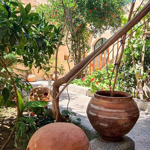 a large vase with a tree in a garden at Oasis de Tiout in Tiout