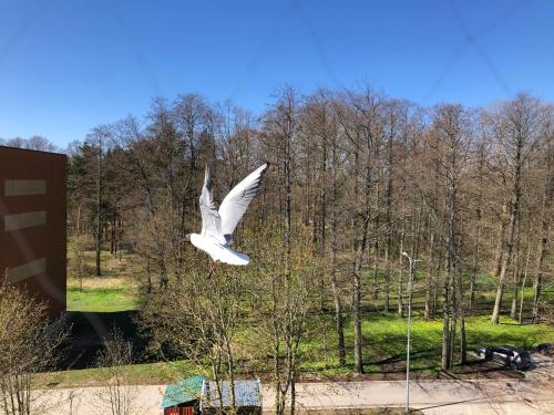 un pájaro blanco está volando en el aire en klusums 2 en Liepāja