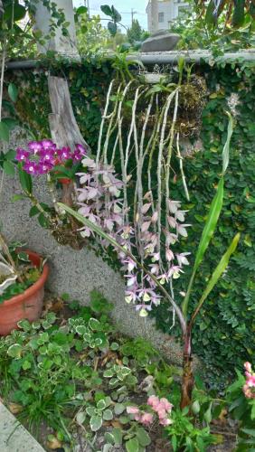 a plant with purple flowers in a garden at Vineyard Guest House in Taitung City