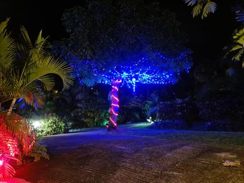 a tree decorated with blue and red lights at night at Residence Can' Hibiscus in Le Marin