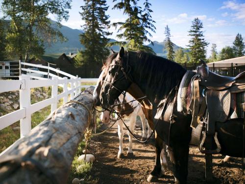 a horse standing next to a white fence at Fairmont Jasper Park Lodge in Jasper
