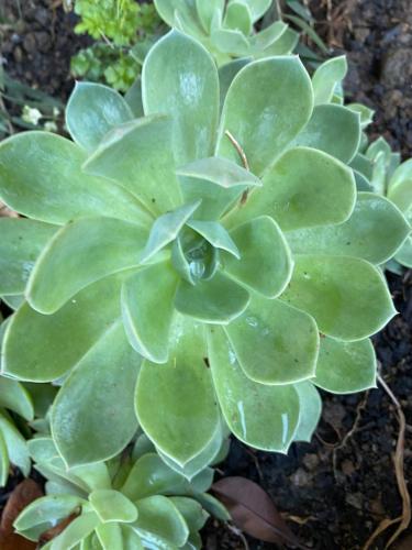 a green succulent plant in a garden at Chalet Kvariati in Kvariat'i