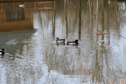 three ducks swimming in a pond with trees in the water at Chalet avec terrasse sur pilotis vue sur l'étang in Rue