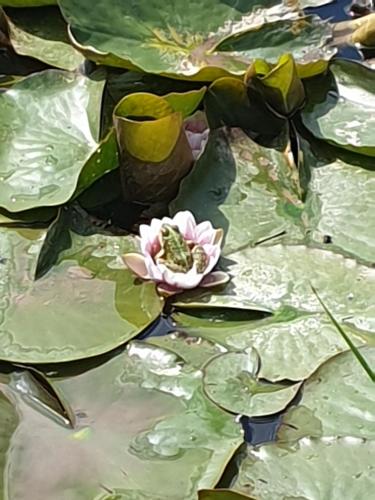 a pink flower in the middle of some lily pads at Chambres et Table d'hôtes "La Pastorale Gourmande" FR - NE - EN - DE - IT in Marcollin