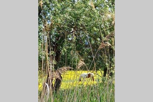a horse standing in a field in front of a tree at Empuriabrava 500m de la plage de la Rubina in Empuriabrava