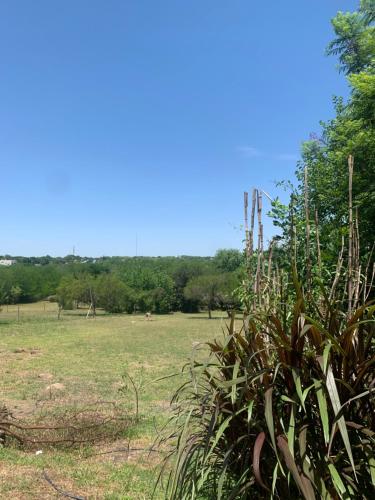 a bush in the middle of a field at Cabañas Altos de Artalaz in Colón