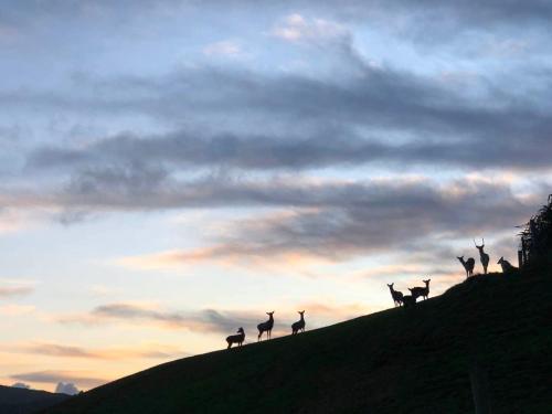 a group of birds standing on a hill at sunset at Hilltop Whakaipo Estate in Taupo