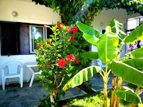 a plant with red flowers in a yard at Ilios and Irene in Mastichari