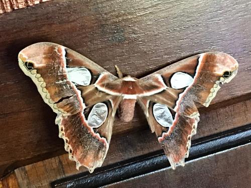 a moth sitting on top of a wooden table at FLOR DE PARAISO BUNGALOWS in Montezuma