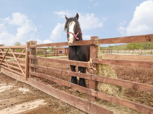 a horse sticking its head over a fence at Hillcrest Croft in Preston