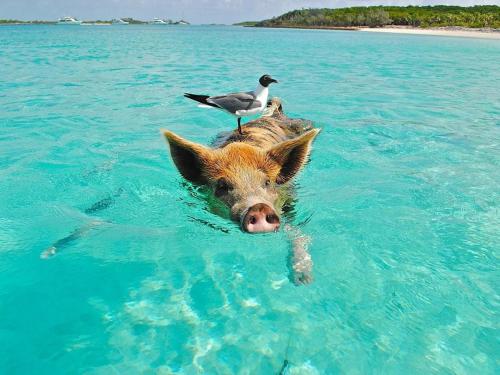 Animaux dans l'appartement ou à proximité