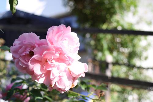 a pink flower with a bee on it at Komfort Ferienwohnung FEWO74-2 in Bremm