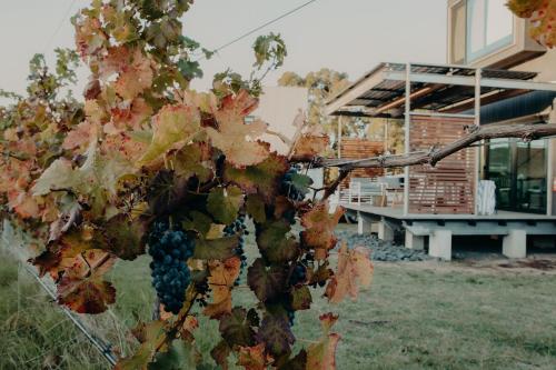 a bunch of grapes on a vine in front of a building at Barn Hives Yallingup in Yallingup