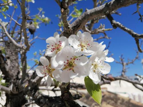 a close up of white flowers on a tree at Forever São Brás in São Brás de Alportel