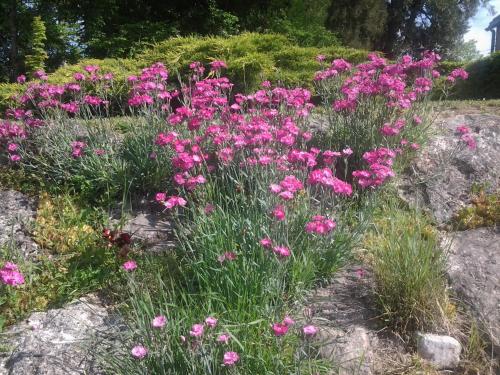 a bunch of pink flowers in a field of rocks at La Renaudière in Chenonceaux