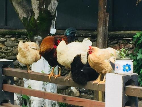 a group of chickens standing on a fence at Lazuri Keria Family Guesthouse in Khoni