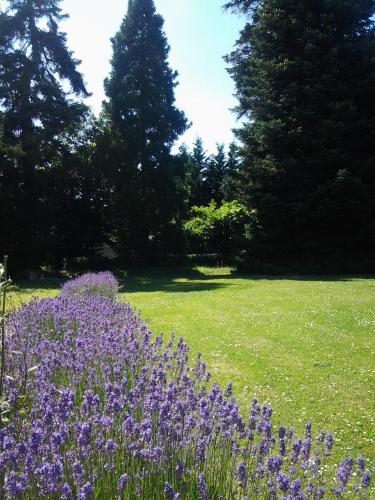 a field of purple flowers with trees in the background at La Renaudière in Chenonceaux