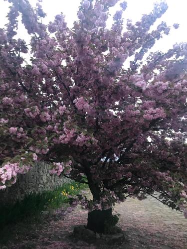Jardín al aire libre en Adonis