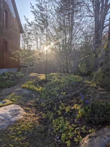 a garden with flowers and plants in a yard at Cottage Jacques Cartier in Stoneham