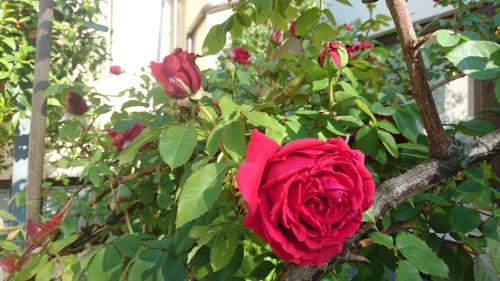 B&B La Betulla – Photos 4