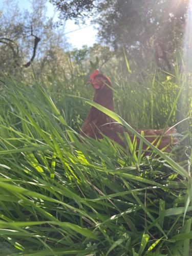 a rooster standing in the tall green grass at Agriturismo Torre Ercolana in Anagni