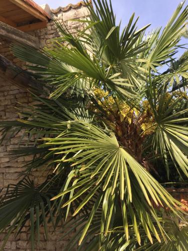 a group of palm trees next to a building at Rêves d'Autise in Nieul-sur-lʼAutise