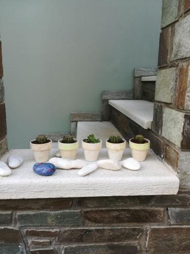 a group ofotted plants sitting on a table at Almira Kalamos in Kálamos