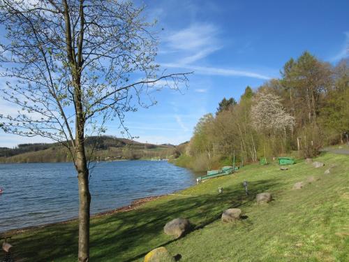 a tree sitting on the side of a lake at Wohnung für Liebhaber - gerne auch mit Kindern in Sundern
