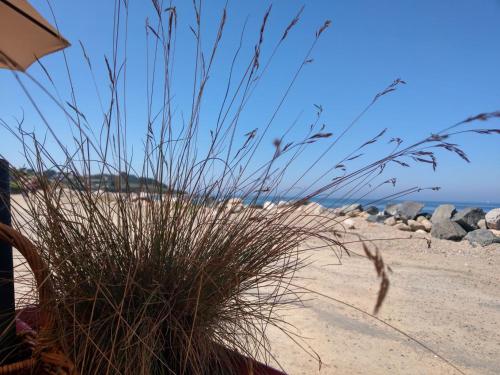a patch of tall grass on a sandy beach at Le Derrien in La Roche-Derrien