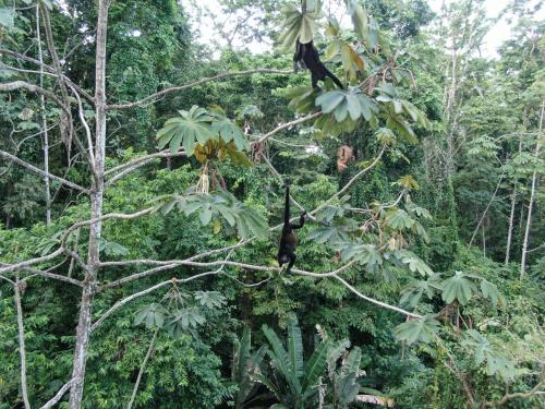 two black birds sitting on a tree branch at Cariblue Beach and Jungle Resort in Puerto Viejo