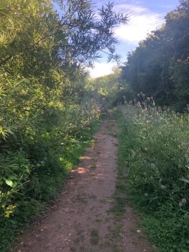 a dirt path in a field with trees and flowers at Kellsboro Corner in Fairford