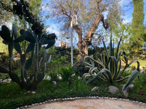 a garden with cactuses and a lamp post at Newly renovated Apartment Olive in Dhërmi
