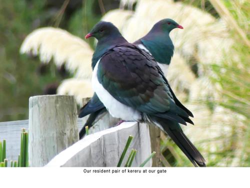 two birds sitting on top of a wooden fence at Akaroa Coastal Studio in Akaroa