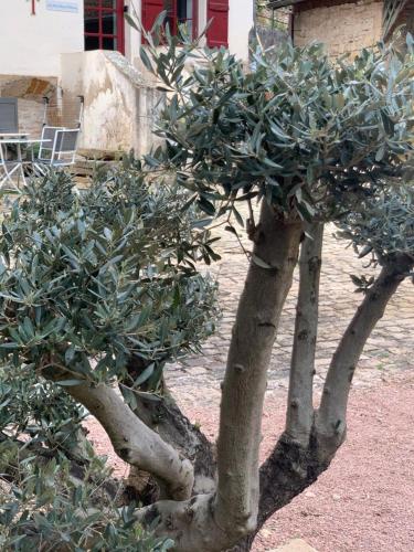 Ein Garten an der Unterkunft La Maison Clémenso