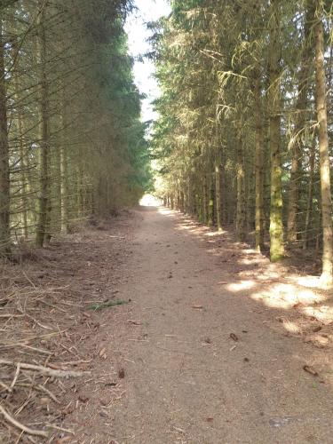 a dirt road in a wooded area with trees at Maison Bonne Humeur Achouffe in Houffalize