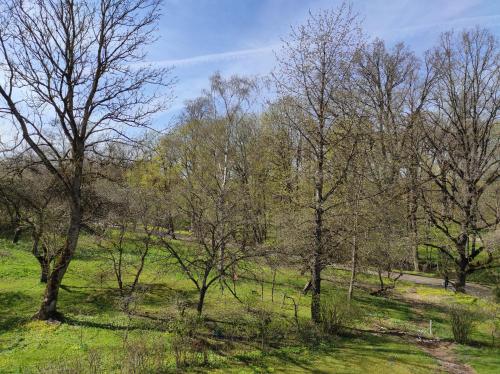 a group of trees in a field with green grass at Apartment Paula in Saldus