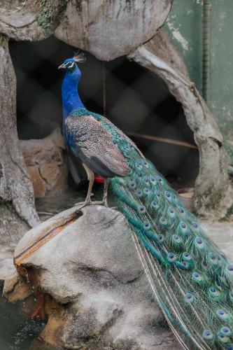 a peacock standing on top of a rock at Pousada Cantagalo in Itaipava