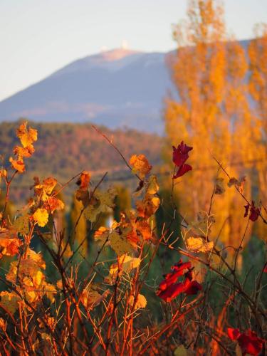 a group of flowers in a field with a mountain at Gite Les Lavandes in Vaison-la-Romaine