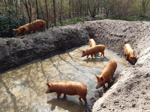 a group of brown cows drinking from a pool of water at Porcus Campus in Aarle-Rixtel