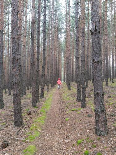 a person walking down a dirt trail through a forest at Apartment Krasi in Velingrad