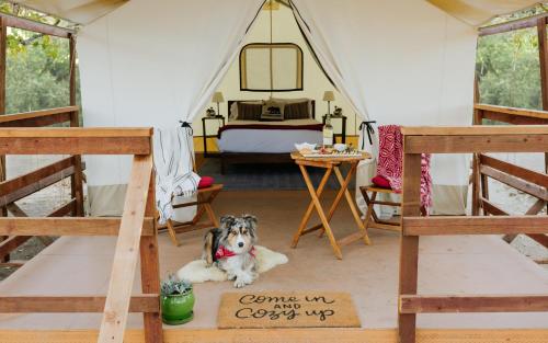 a dog sitting in the middle of a tent at Wildhaven Sonoma Glamping in Healdsburg